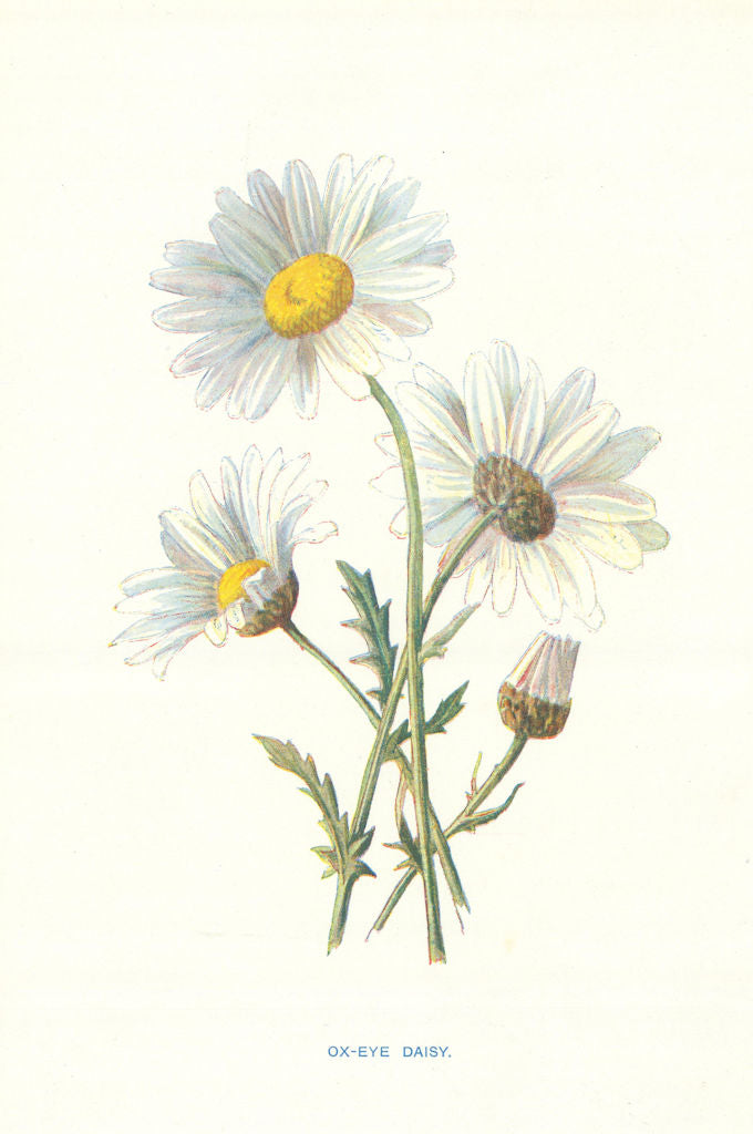 Ox-eye Daisy. Wild Flowers by Frederick Edward Hulme c1895 old antique print